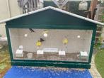 Broedkooi. Uitvliegkooi, Dieren en Toebehoren, Vogels | Hokken en Kooien, Ophalen of Verzenden, Gebruikt, Hout, Broedkooi of Kweekkooi