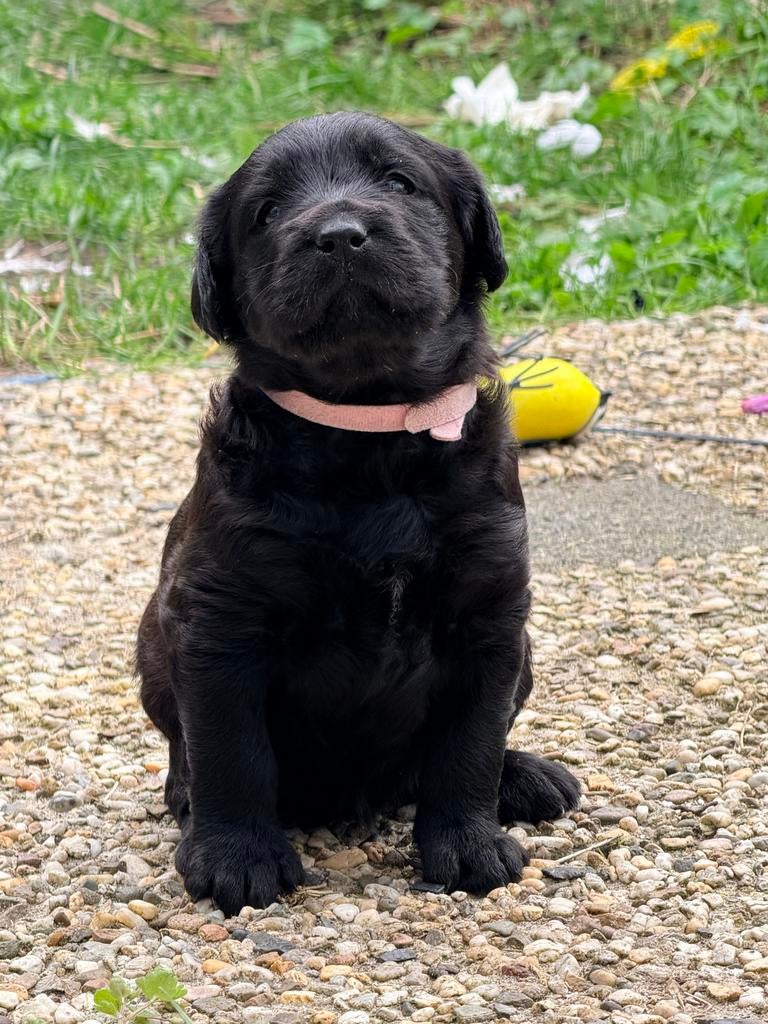 Labradoodles, Dieren en Toebehoren, Honden | Retrievers, Spaniëls en Waterhonden, HCC (leverziekte), Overige rassen, 8 tot 15 weken