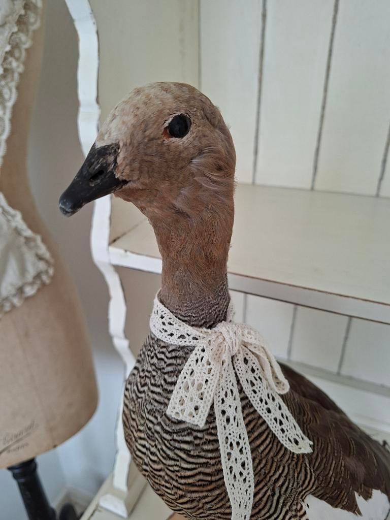 Opgezet roodkopgans, Verzamelen, Dierenverzamelingen, Ophalen of Verzenden, Zo goed als nieuw, Vogel, Opgezet dier