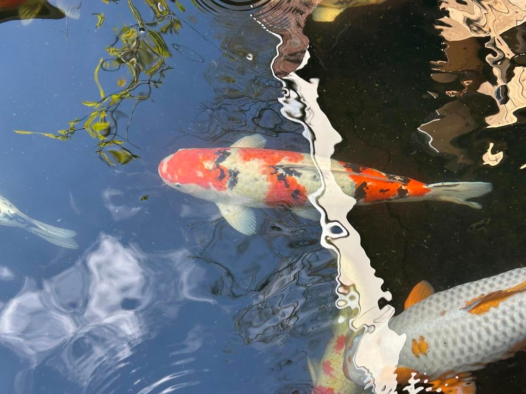 Koi’s te koop, Karper of Koi