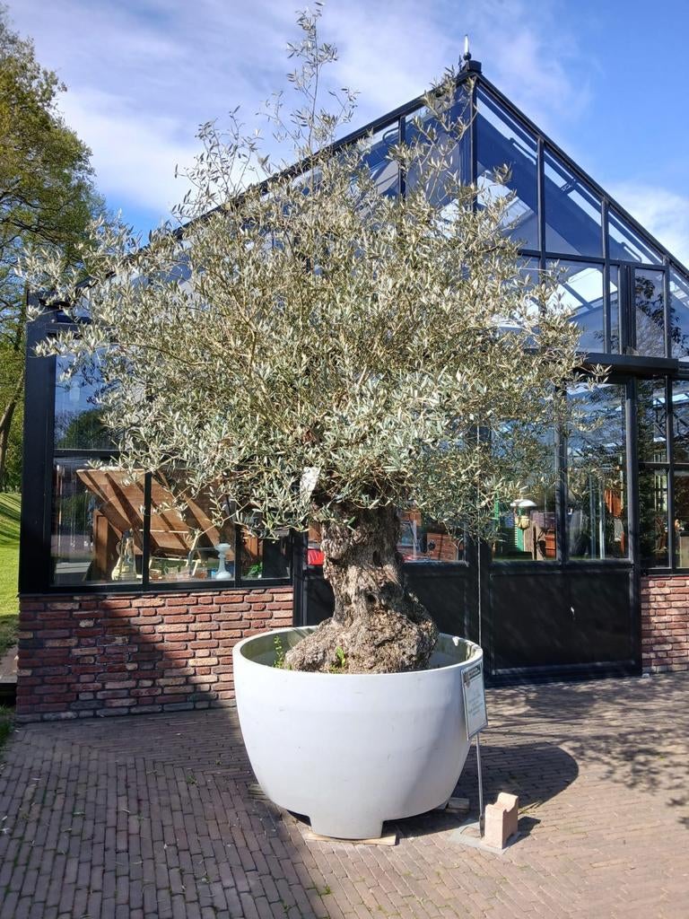 Oude Olijfboom in pot, 100 tot 250 cm, Olijfboom, Zomer, Ophalen