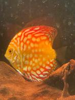 Red Pigeon Discusvis, Vis