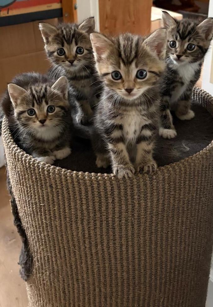Kittens boerderijkat, Dieren en Toebehoren, Katten en Kittens | Overige Katten