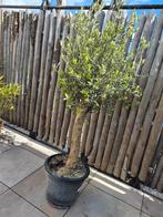 Olijfboom, 100 tot 250 cm, Olijfboom, Zomer, Ophalen