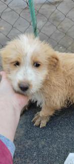 Klein formaat kr. Pups 4 maanden, Particulier, 15 weken tot 1 jaar, Buitenland, Parvo