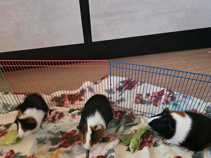 Cavia beertjes, Dieren en Toebehoren, Knaagdieren, Mannelijk, Cavia, Januari, Tam