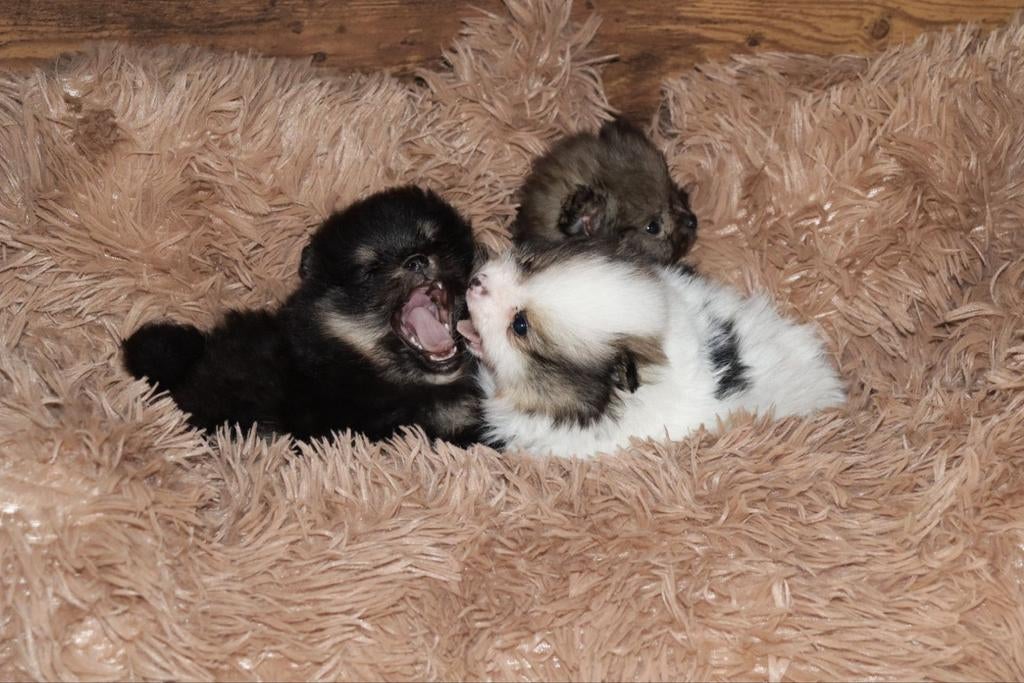 Mooie pomeranian/dwergkees pups uit geteste lijnen, Dieren en Toebehoren, Honden | Poolhonden, Keeshonden en Oertypen, Parvo, Keeshond