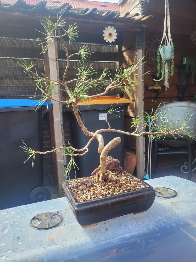 Pinus sylvestris, Tuin en Terras, Planten | Bomen, Bloeit niet, Overige soorten, 100 tot 250 cm, Ophalen