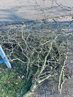 Gratis paastakken/hazelaar takken, Tuin en Terras, Ophalen, Overige soorten, Volle zon