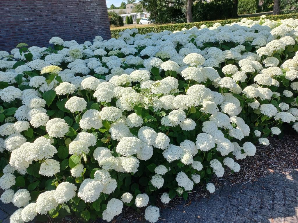 Hortensia strong annabelle, Tuin en Terras, Vaste plant, Halfschaduw, Zomer, Ophalen