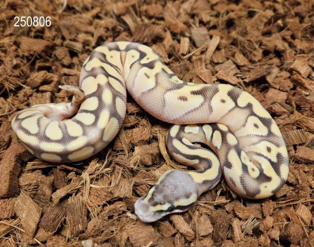 Enchi Mojave Pastel (het) Desert Ghost PH Amur, Slang, 0 tot 2 jaar