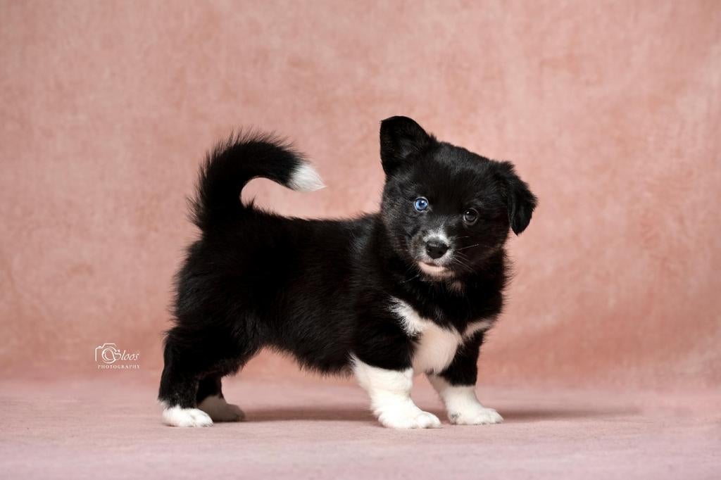 Knappe vrolijke speelse Corgi kruising Pomsky pups, Parvo, 8 tot 15 weken, Teef, Meerdere