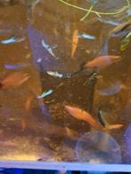 Endler Japan blue guppen, Overige soorten