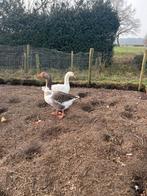 2 Ganzen, Meerdere dieren, Gans of Zwaan
