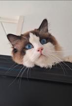 Ragdoll Bicolour Seal point Dekkater Stamboom