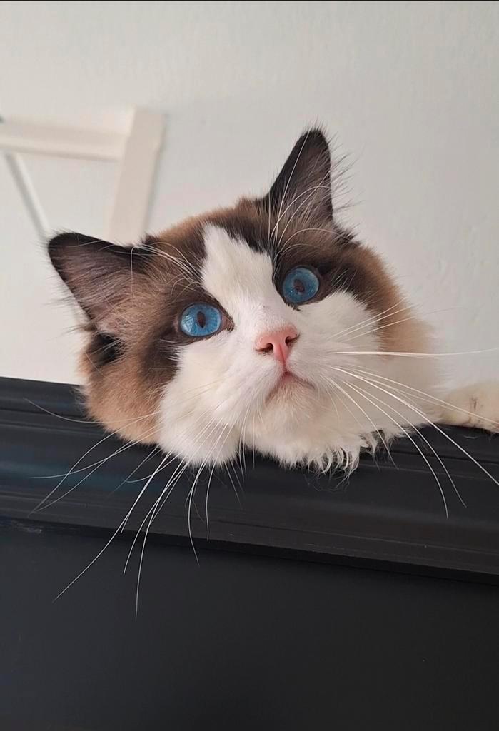 Ragdoll Bicolour Seal point Dekkater Stamboom, Dieren en Toebehoren, Katten en Kittens | Dekkaters