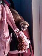 Graag kopen pups fretten, Dieren en Toebehoren, April, Vrouwelijk