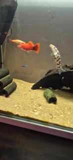 Aquarium vissen, Ophalen, Gevuld zoetwateraquarium