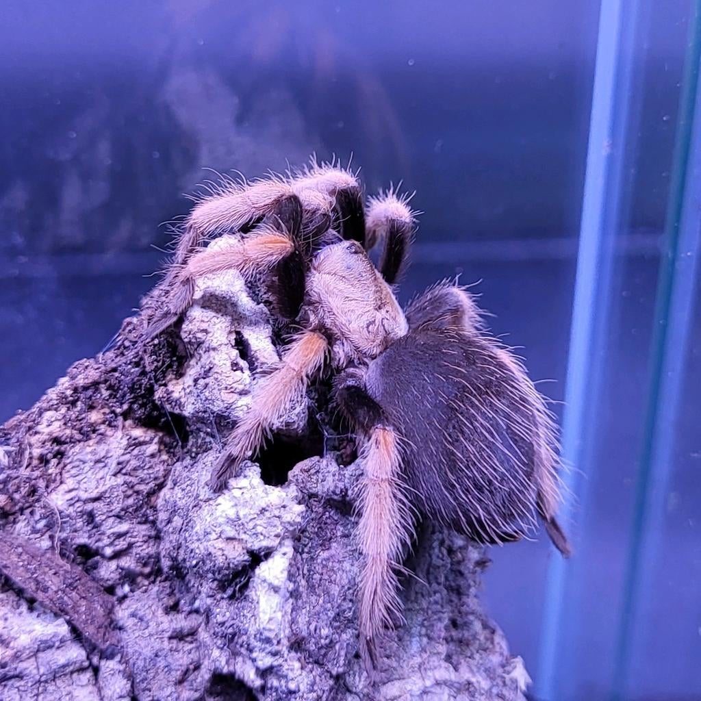 Brachypelma boehmei - Roodpoot vogelspin, Dieren en Toebehoren, Spin of Schorpioen