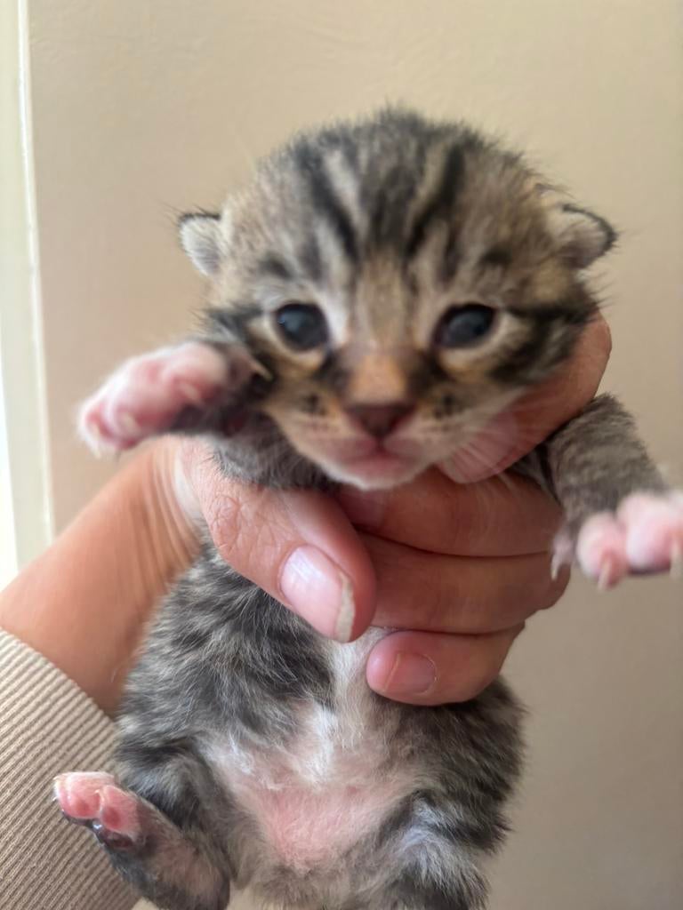 Bengaal x ragdoll kittens, Meerdere dieren, Ontwormd, 0 tot 2 jaar