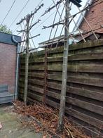 Leibomen €25 p.st, Ophalen of Verzenden, Volle zon, Overige soorten