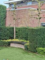 taxus haag GRATIS, Ophalen, Taxus, Haag, 100 tot 250 cm