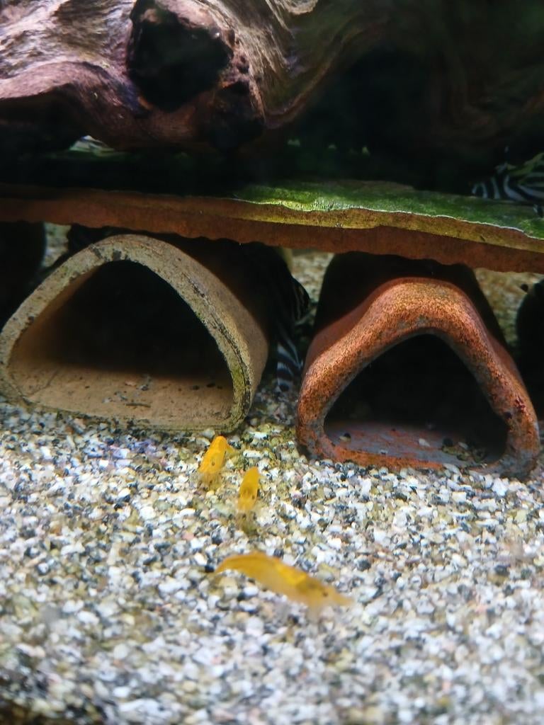 Gele Citroen garnalen, Dieren en Toebehoren, Vissen | Aquariumvissen, Kreeft, Krab of Garnaal