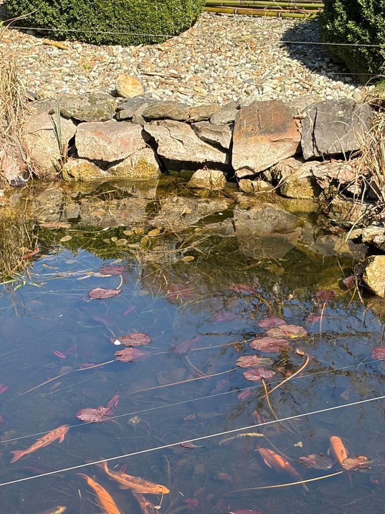 Gratis af te halen: stenen/keien (voor vijver), Tuin en Terras, Vijvers, Ophalen of Verzenden, Gebruikt