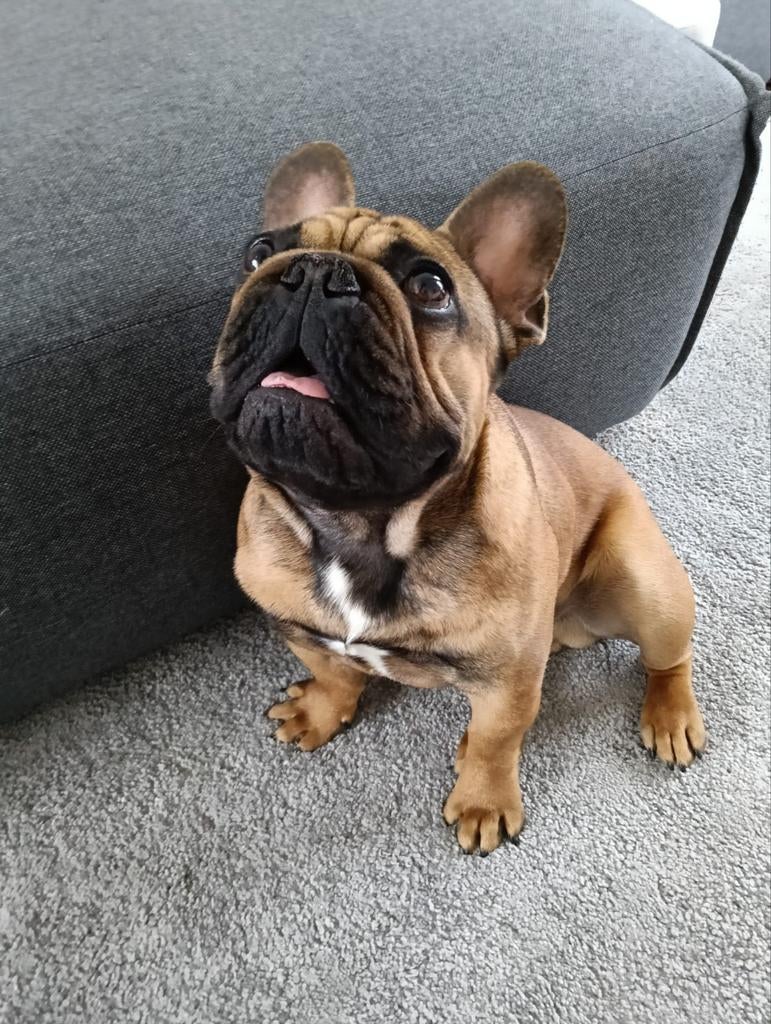 Ontzettend lieve Frans Bulletje, Particulier, Reu, 1 tot 2 jaar, Buitenland