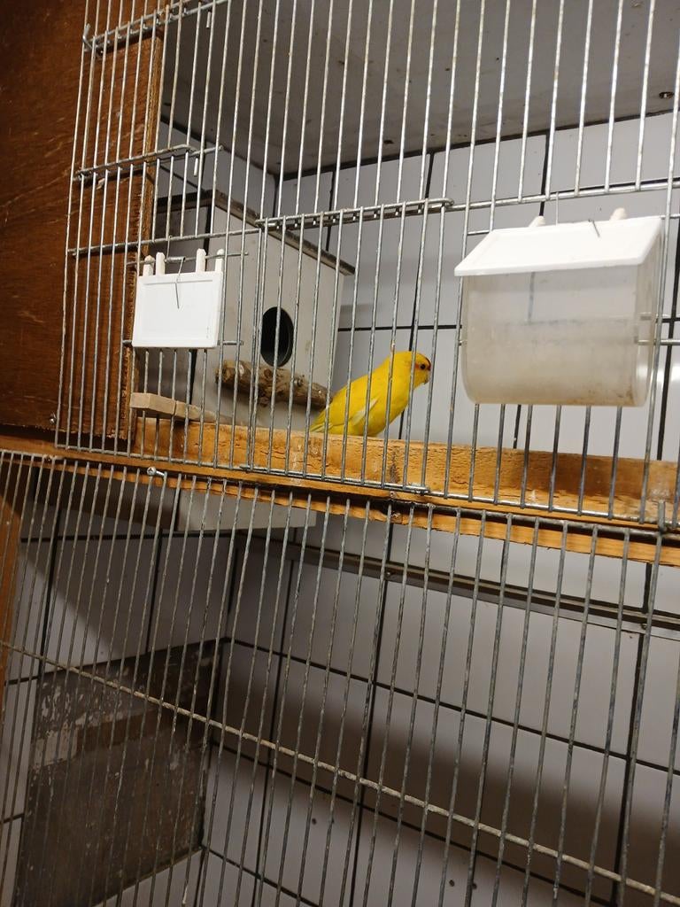 Gele Kakariki man, Dieren en Toebehoren, Mannelijk, Parkiet