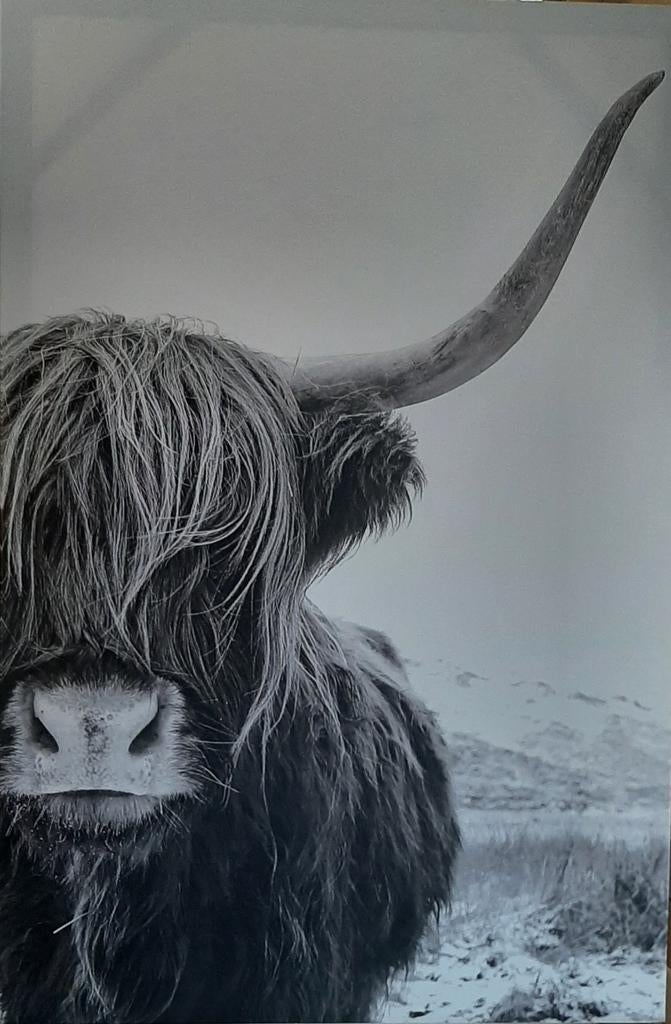 Schotse Hooglander Canvasdoek, Ophalen, Oorspronkelijke maker, Zo goed als nieuw, Schilderij