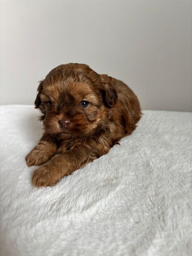 Mooie Shihpoo pup choco reutje, Overige rassen, 8 tot 15 weken, Geslacht onbekend, Parvo