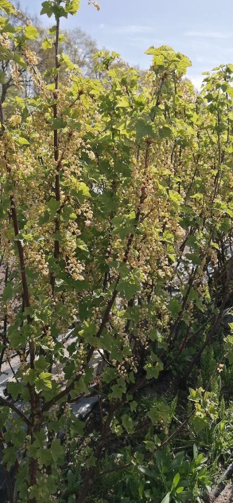 rode bessen aalbes, Tuin en Terras, Ophalen, Minder dan 100 cm, Overige soorten, Lente