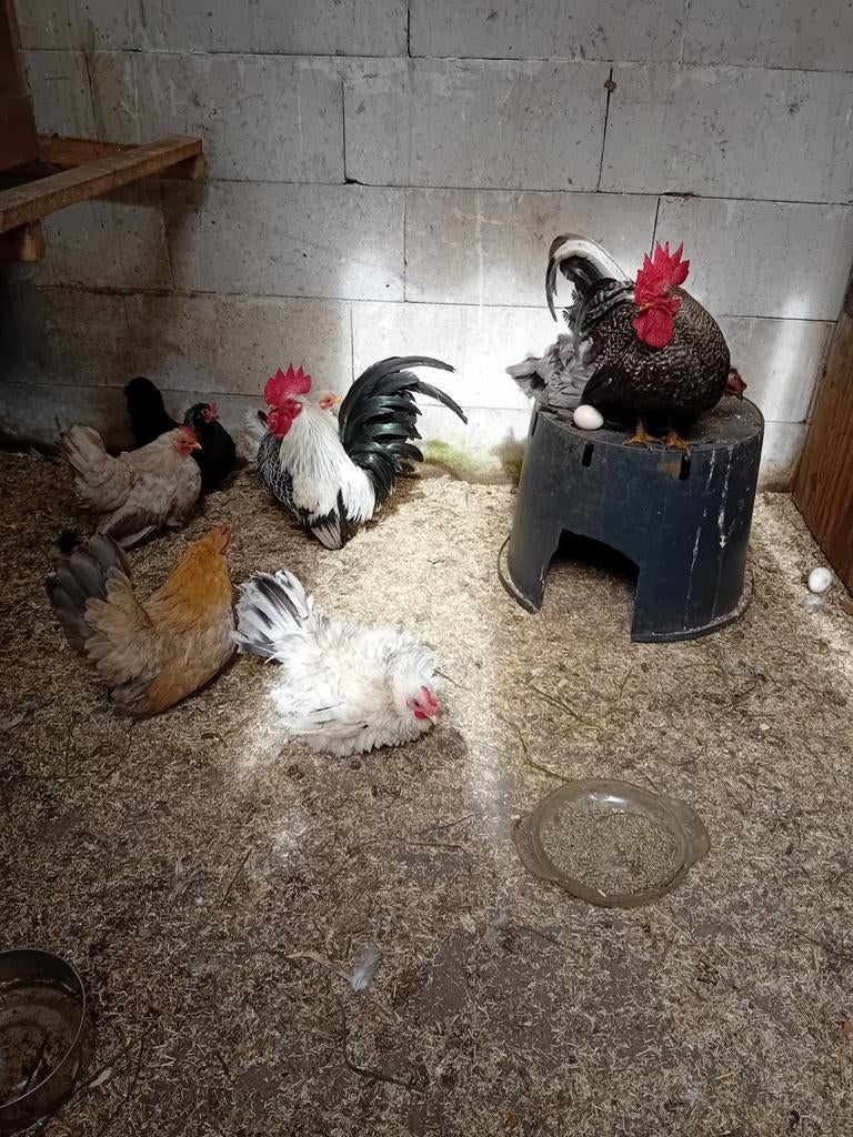 Chabo  broedeieren., Dieren en Toebehoren, Pluimvee, Geslacht onbekend, Kip