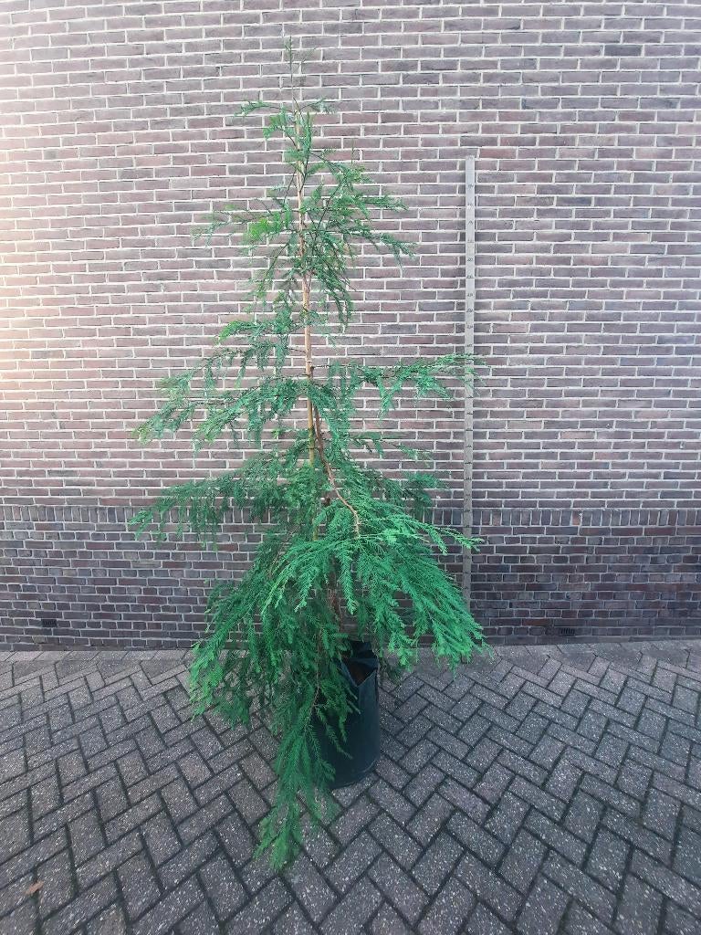 Sequoia sempervirens, hoogste boom op aarde: 115 meter hoog, Tuin en Terras, Planten | Bomen, Bloeit niet, Halfschaduw, Overige soorten