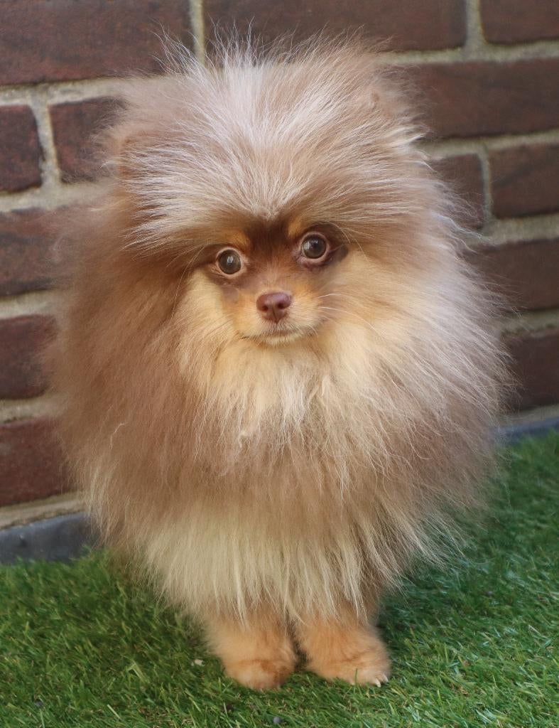 Merle Reutje Pomeriaan/Pomeranian Aanwezig in NL, Dieren en Toebehoren, Keeshond, 15 weken tot 1 jaar, Reu, Buitenland