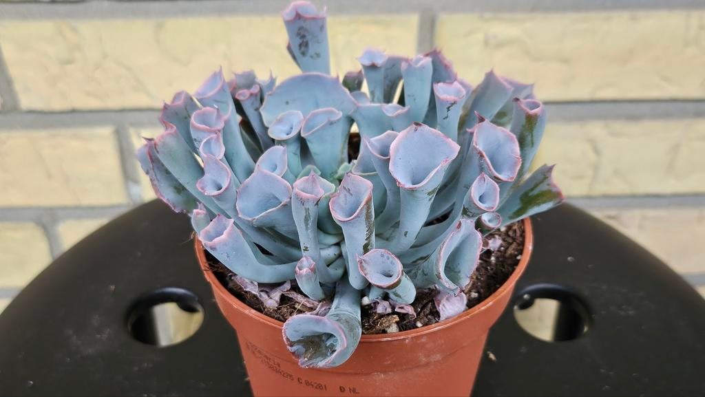 Echeveria Trompet Pinky vetplant succulent pot 10cm, Vetplant, Ophalen of Verzenden, In pot, Minder dan 100 cm