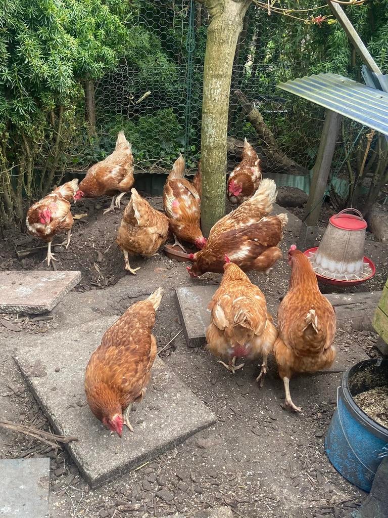 Kippen, Dieren en Toebehoren, Pluimvee, Vrouwelijk, Kip