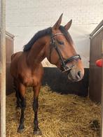 Brave hengst te koop, Dieren en Toebehoren, Dressuurpaard, Zadelmak, Hengst, 170 tot 175 cm