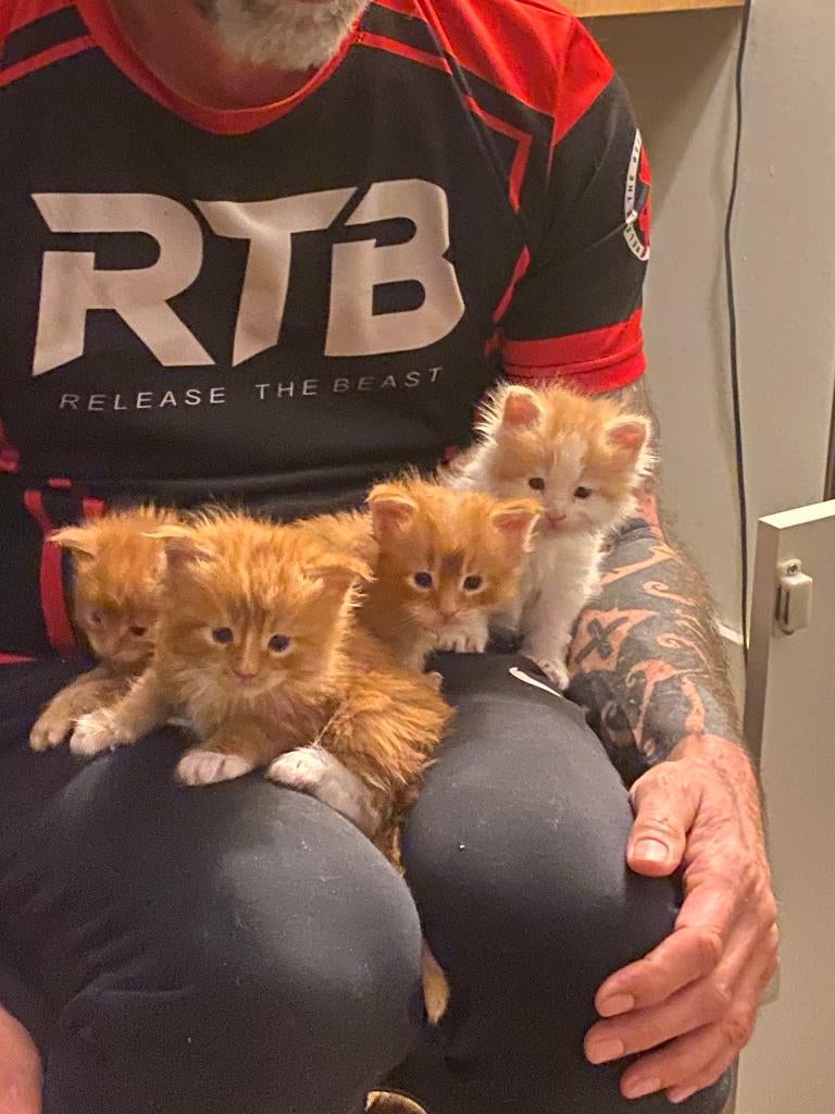 Main coon kittens 800 euro, Dieren en Toebehoren, Meerdere dieren, Gechipt, 0 tot 2 jaar