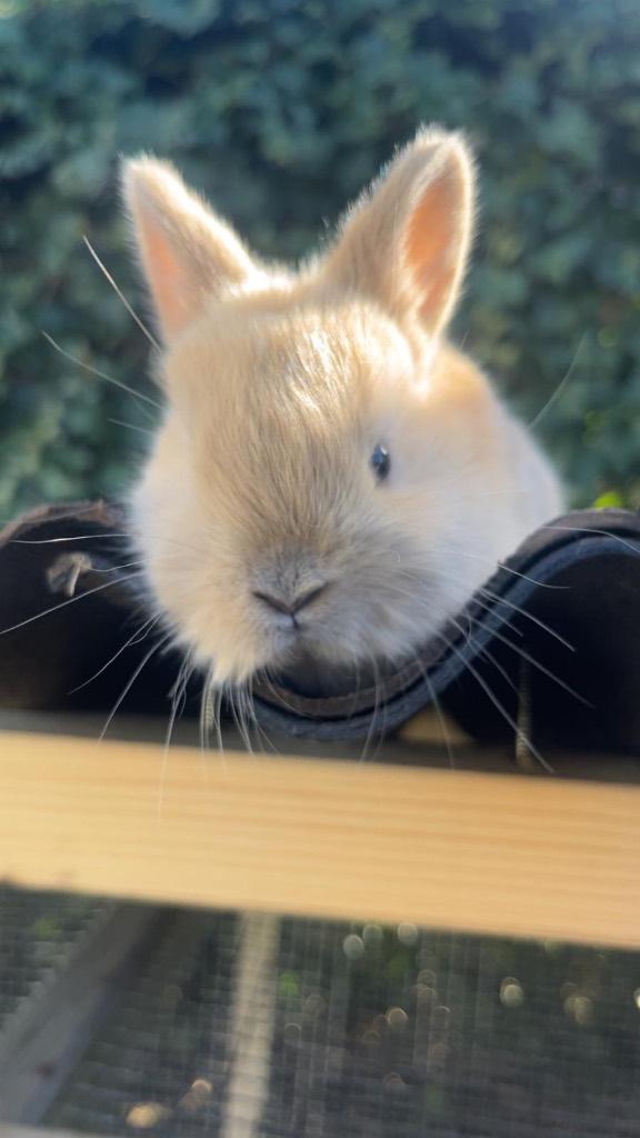 6 baby konijntjes, Meerdere dieren, Middelgroot, 0 tot 2 jaar