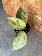 Epipremnum Marble Queen plantje, Groene kamerplant, Ophalen of Verzenden, Halfschaduw, Minder dan 100 cm