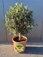 Compacte olijfboom of langere olijfboom, Bloeit niet, 100 tot 250 cm, Olijfboom, Ophalen