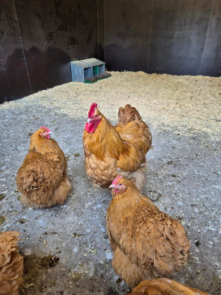 Orpington haan te koop, Dieren en Toebehoren, Mannelijk, Kip