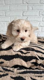 Maltipoo pups, maltezer x toy poedel, blond, Dieren en Toebehoren, Honden | Chihuahua's en Gezelschapshonden, Parvo, Nederland