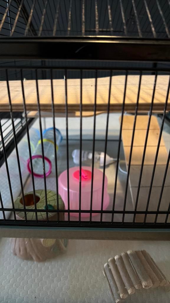 Mooi hamster verblijf, Hamster, Juni, Mannelijk, Tam