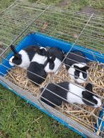 Hollanders, Dieren en Toebehoren, Meerdere dieren