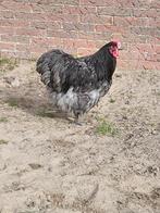 Orpington groot, Dieren en Toebehoren, Pluimvee, Mannelijk, Kip