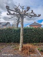 Prachtige Dakplataan - Ideaal voor schaduw en privacy, Ophalen