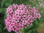 20 roze Spiraea Little Princess haagplanten €50, Ophalen of Verzenden, Overige soorten, Haag, Minder dan 100 cm